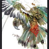 Colour Burst Kea - Black Box Frame