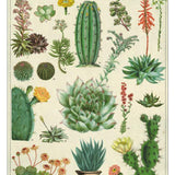 Cacti Succulents - Card