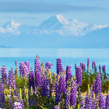 Mt Cook & Wild Lupins - Black Box Frame