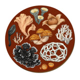 Wolfkamp & Stone - NZ Fungi Phellodon / Placemat