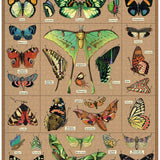 Entomology 1000 Pce - Vintage Puzzle