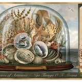 Nga Taonga O Te Moana - 1000 Pce Puzzle