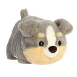 Spudsters Storm Australian Shepherd