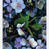 Hydrangea Stem Card