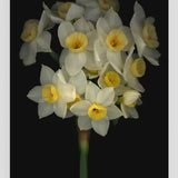 Daffodil - Card