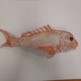 Snapper - Toy / 39cm