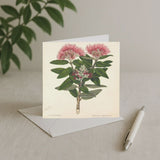 Pohutukawa Card