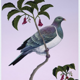 Puriri Kereru - Notecard