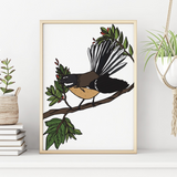 Fantail - A4 Print