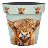 Zest Highland Cow - Pot - 15cm