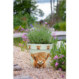 Zest Highland Cow - Pot - 22cm