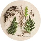 New Zealand Ferns Card