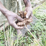 Sumudu Chai