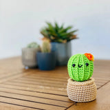 Mini Cactus