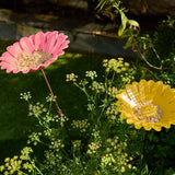 Bird Bath Sunflower - Pink