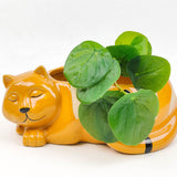 Sleeping Cat Planter Orange H7x18cm