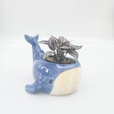 Reef Whale Planter Blue 13cm