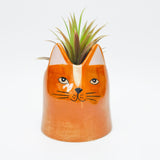 Bailey Cat Planter - 14cm