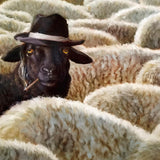 The Black Sheep - Black Box Frame