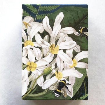 Clematis Boxed Soap