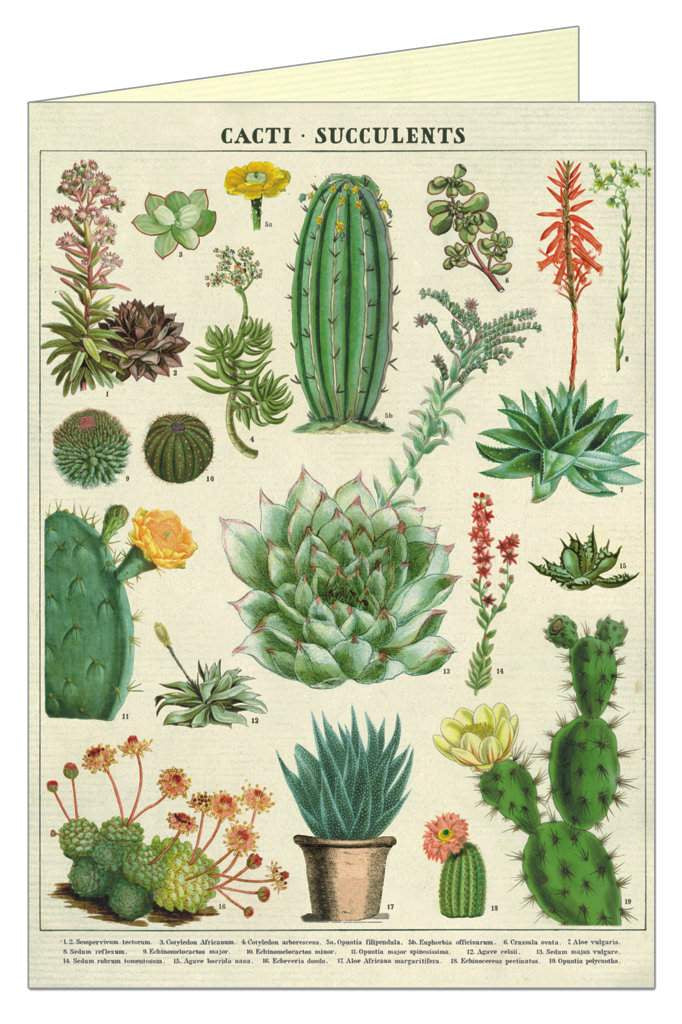 Cacti Succulents - Card