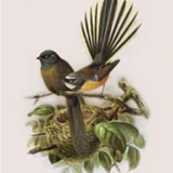 Buller's Fantail Bird Print / A4