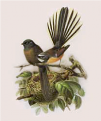 Buller's Fantail Bird Print / A4