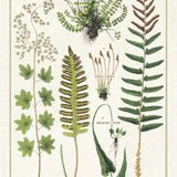 Fern - Tea Towel