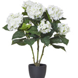 Hydrandea Bush Garden Pot