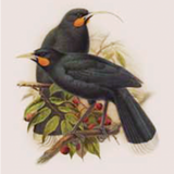 Huia Buller's Bird Print