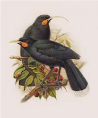 Huia Buller's Bird Print