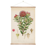 Botanical Illustration Northern Rata Wall Chart