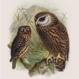 Ruru Buller's Bird Print