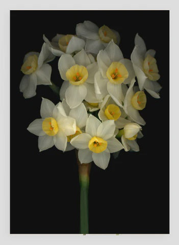 Daffodil - Card