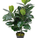 85cm Rubber Plant with Black Plastic Pot