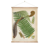 Botanical Illustration Fern Wall Chart