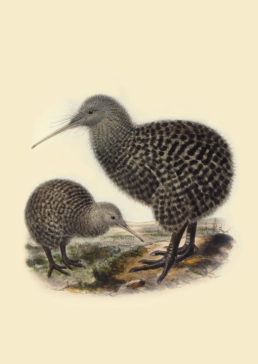 Kiwi Buller's Bird Print