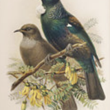 Buller's Tui Bird Print / A4