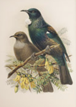 Buller's Tui Bird Print / A4