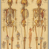 Skeletal System 1000 Pce - Vintage Puzzle
