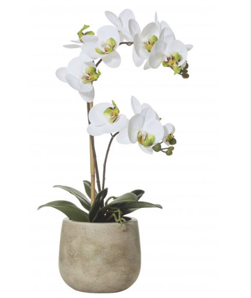 Butterfly Orchid-Brown Pot