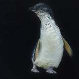 Little Korora - Box Frame