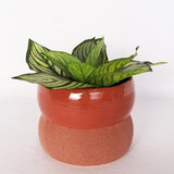 Brynn Squat Planter Berry & Terracotta